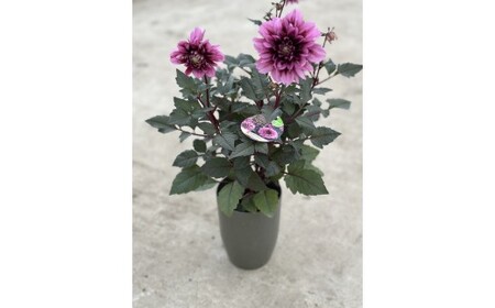 ダリア（チョコレートダリア）3色セット【農家直送】 | 植物 お花 花 鉢 鉢花 花鉢 フラワー ギフトプレゼント 贈り物 珍しい 育てやすい かわいい 可愛い キレイ おしゃれ オシャレ シック 送料無料 岐阜県 瑞穂市 ※2026年9月上旬～10月中旬頃に順次発送予定 ※北海道・沖縄・離島への配送不可