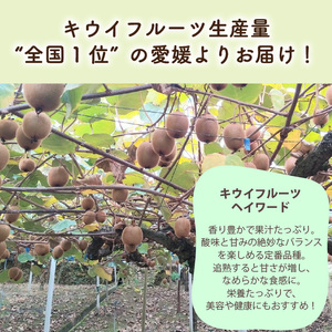 キウイフルーツ ヘイワード 【小玉】 約3kg 【2026年11月上旬頃から順次発送】 |  キウイ グリーンキウイ ヘイワード キウイフルーツ フルーツ 果物 きうい くだもの デザート 産地直送 数量限定 国産 送料無料 愛媛県 松山市【KNN014】