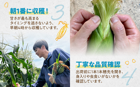 ＜先行予約＞ 朝採り とうもろこし 10本～11本 とうもろこし 冷蔵 糖度 フルーツ くらい 甘い 田原市 トウモロコシ コーン おやつ スイーツ コーンスープ にも 事前予約 旬 夏 初夏 野菜 やさい