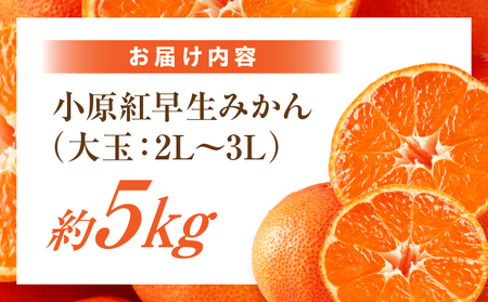 【先行受付】小原紅早生みかん約5.0kg（大玉）3L-2L【香川県共通返礼品】 | 小原紅早生 甘い みかん ミカン 大玉 柑橘 柑橘系 果物 フルーツ 青果 デザート グルメ おすすめ 贈答 贈り物 贈答用 ギフト プレゼント 特産品 特産 取り寄せ 香川県 三木町 |_mk006-075
