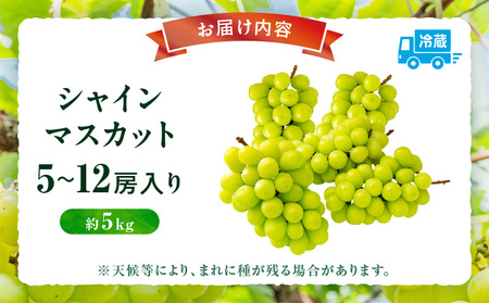 【先行受付】シャインマスカット 5～12房入り(約5kg) | マスカット ぶどう ブドウ 葡萄 果物 フルーツ 人気 香川 香川県 三木町 種なし 皮ごと食べられる ジューシー 旬 おすすめ |_mk006-108