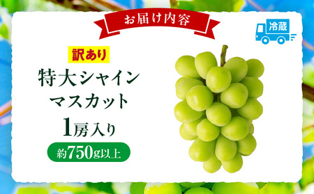 【先行受付】訳あり 特大シャインマスカット1房 約750g |マスカット ぶどう ブドウ 葡萄 訳あり 果物 フルーツ 人気 香川 香川県 三木町 特大 大房 大粒 厳選 種なし 皮ごと食べられる ジューシー 糖度が高い 先行受付 先行予約 季節限定 旬 おすすめ |_mk006-097