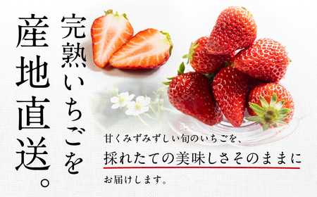 ブランドいちご 6P 約1600g 紅ほっぺ 苺