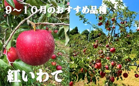 【北上市産 りんご 】＼ 予約受付 9月中旬より発送予定／ 旬を彩るおまかせパック【 厳選 / 贈答用 】 5キロ (約13～20玉) 林檎 リンゴ 国産 東北 岩手 産地直送 フルーツ 果物 岩手県 北上市 D0452 手土産 プレゼント 贈り物 季節限定 金鈴園
