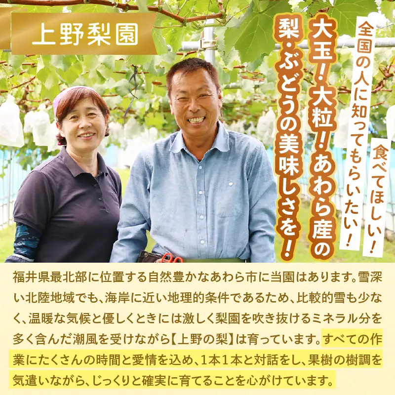 【先行予約】上野梨園の特選大玉 新興梨『特秀品』選び抜かれた逸品 5kg 光糖度センサー選果品 梨園直送！ / 期間限定 果物 フルーツ 農家直送 シャキシャキ もぎたて 旬 お取り寄せ ※2026年10月中旬より順次発送 [aw077-b003]