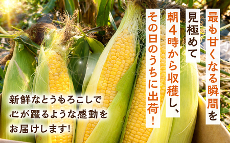 朝採り当日発送！ とうもろこし ホワイト系 5本～6本 (2kg以上) ホワイトコーン 雪の妖精 ピュアホワイト 冷蔵 糖度 フルーツ メロン より 甘い 田原市 トウモロコシ コーン おやつ スイーツ コーンスープ 事前予約 夏 初夏 野菜