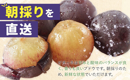 訳あり 岡山県産 ピオーネ 3-4房 約 2kg ぶどう園 AC《2026年9月中旬-11月中旬頃出荷》ピオーネ 送料無料 岡山県 浅口市 岡山 ぶどう フルーツ 果物