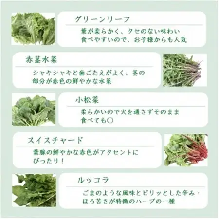 品種おまかせ!LED菜園野菜ミックス 500g×1パック【配送不可地域：離島・北海道・沖縄県・中国・四国・九州】【1668702】