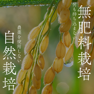 穂増 5kg | 熊本県 和水町 くまもと なごみまち なごみ 米 お酒 酒 あか酒 地酒 花の香酒造