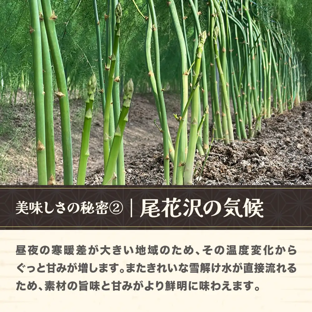 【ふるなびWEEK対象】春採り 銀山アスパラガス 2Lサイズ(極太) 1kg 令和8年産 nk-vga2x1-navi