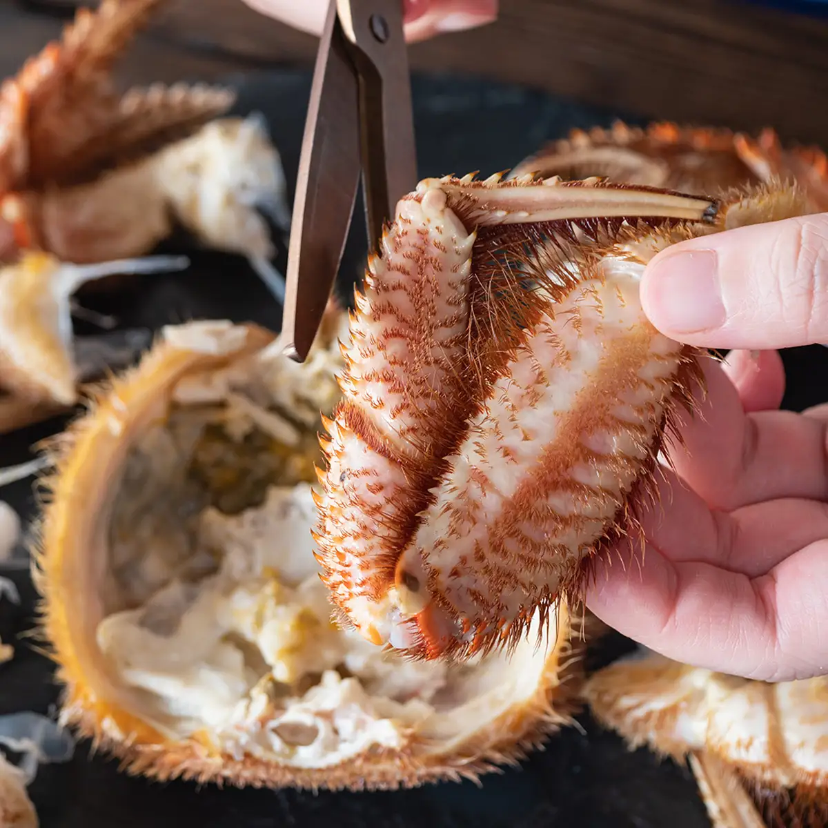 訳あり 北海道産 毛ガニ ＜ 冷凍 ＞ ボイル 約 1kg （ 2～4尾 ） 毛蟹 毛がに かに カニ 蟹 かに味噌 カニ味噌 海鮮 海産物 わけあり 訳アリ 冷凍便