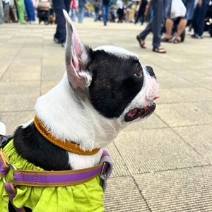 選べるサイズの 本革 犬 ・ 猫用 首輪 ( 15mm幅 ) 小型 / 中型 / 大型 【ドラーロ】 サイズ：S
カラー：赤