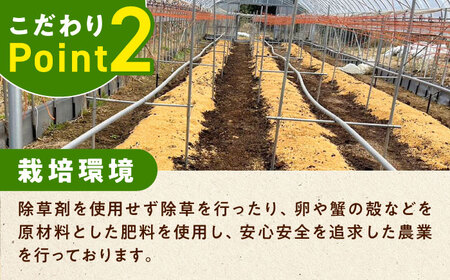 朝採れ アスパラガス 500g 《対馬市》【農家くんのアスパラファーム】 冷蔵 アスパラ とれたて 新鮮 野菜 産地直送[WCT003]
