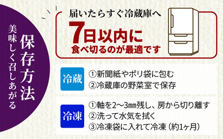  ぶどう 藤稔  1kg以上（1～3房） | ぶどう 葡萄