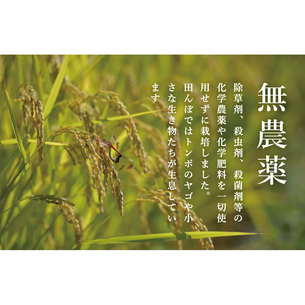【定期便】関智晴がつくる最高級 南魚沼産コシヒカリ 金丸 ５kg ×全6回　栽培期間中 農薬化学肥料不使用