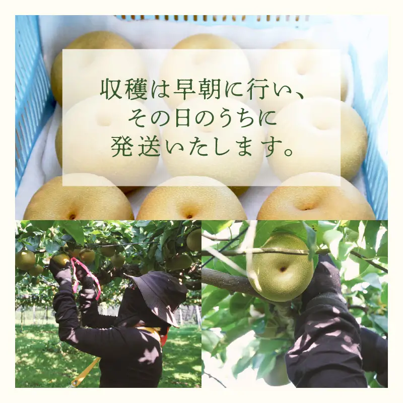 【先行予約】《数量限定》あきづき梨 3kg ご家庭用 もぎたて 新鮮 ※2026年9月中旬より順次発送予定 [aw042-a006]