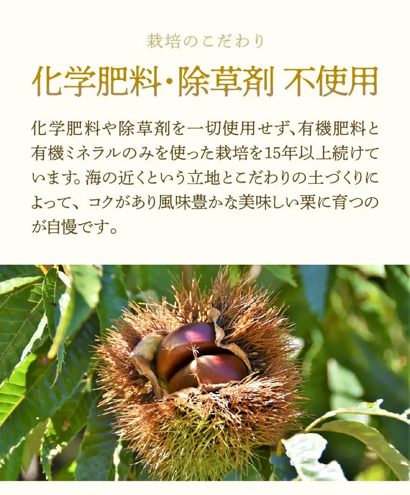 【先行予約】《数量限定》愛栗の実 特選 2kg 新鮮 栗 甘栗 ※2026年9月下旬より順次発送予定 [aw042-a007]