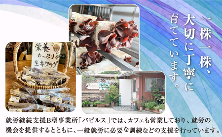 沖縄県産 生きくらげ1.25kg (250g5袋) | 就労継続支援B型事業所パピルス | 国産 肉厚 ぷるぷる 産地直送 採れたて 新鮮 | 健康 美容 鉄分 食物繊維 ビタミンD グルメ | 沖縄県 宜野湾市 送料無料
