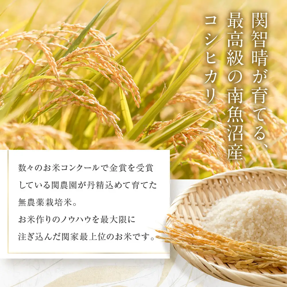 【定期便】関智晴がつくる最高級 南魚沼産コシヒカリ 金丸 ５kg ×全12回　栽培期間中 農薬化学肥料不使用