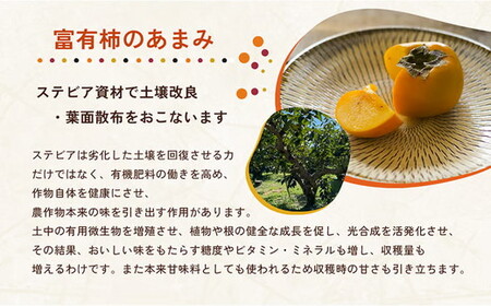 【先行予約】【訳アリ】はやし柿園のご家庭用 富有柿 M~Lサイズ 約5~6個（お試し用） | 柿 カキ かき 訳アリ わけあり 果物 フルーツ 予約 高糖度 濃厚 秋の味覚 旬 お取り寄せ お取り寄せグルメ ご自宅用 ※2026年11月中旬頃より順次発送予定 ※離島への配送不可