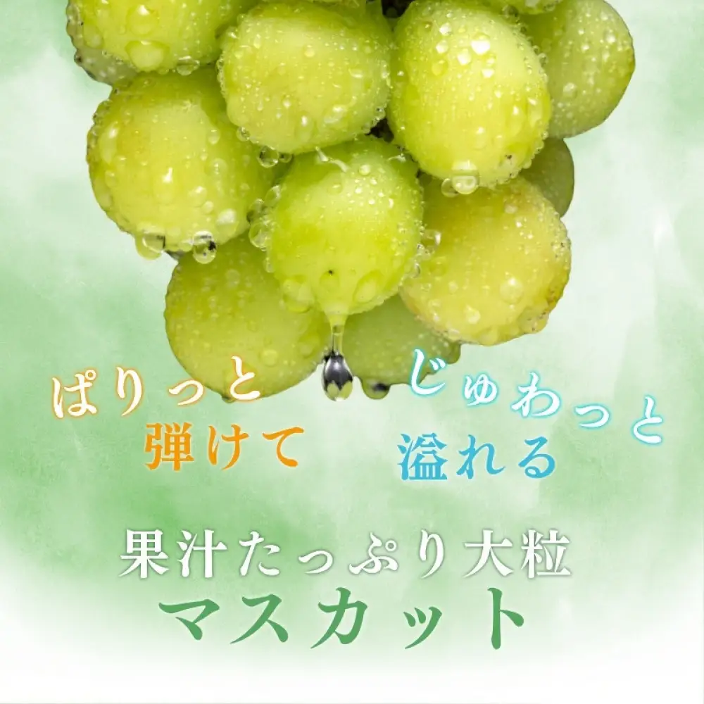 長野県 長野市産 シャインマスカット1kg(1～3房)【2026年9月下旬頃～発送予定】（矢島農園） |シャインマスカット ぶどう フルーツ