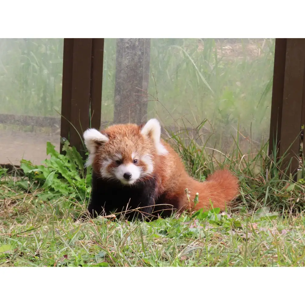 茶臼山動物園入園券・茶臼山モノレール乗車券　８セット | 動物園