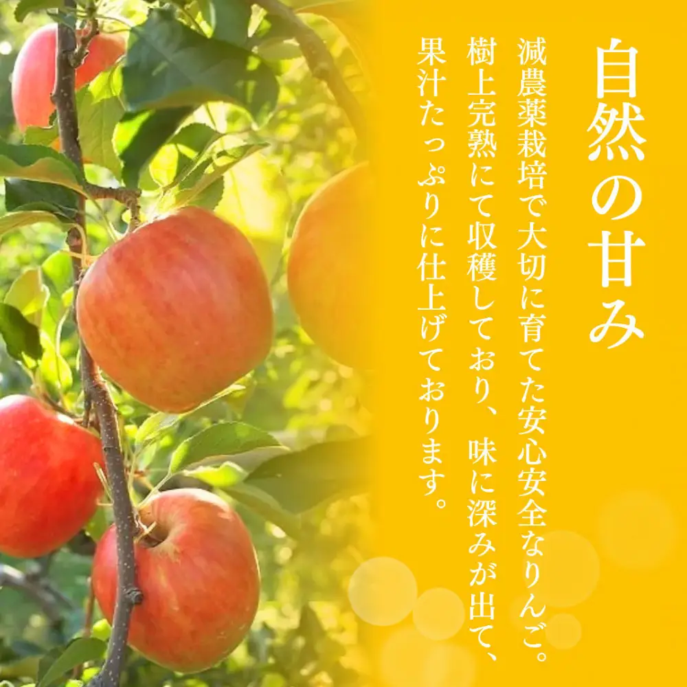 【11月下旬発送 先行予約】樹上熟成　サンふじ 5kg | りんご サンふじ 樹上熟成 糖度