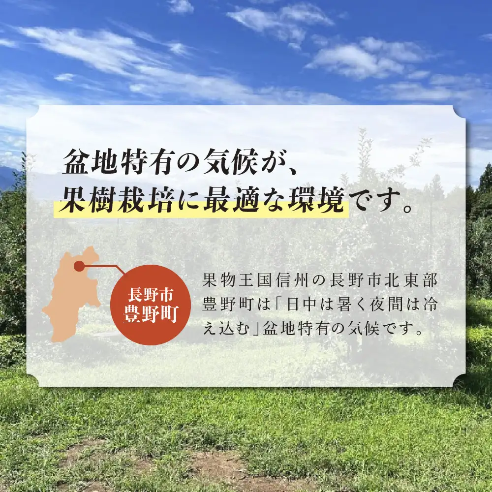 紅玉訳アリ12kg りんご 長野市産 フルーツ【2026年9月下旬以降の出荷】 | りんご 林檎