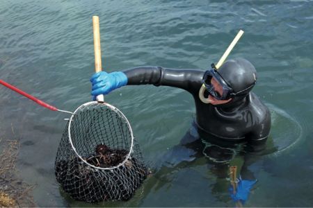 「種市産」天然生うに 160ｇ×1本 ミョウバン不使用 無添加 本州一 増殖溝 北三陸 塩水 牛乳瓶入