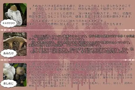 宝山なべ 1セット 天然キノコ 本しめじ出汁 すいとん入り