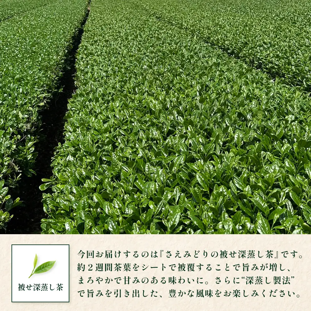 【2026年摘みたて！】新茶 ナナ茶 被せ茶 さえみどり 80g×2パック RS-8｜お茶 茶 茶葉 お茶の葉 ケルセチン 緑茶 日本茶 鹿児島茶 国産 おしゃれ ブレンド茶 シングルオリジン 鹿児島県 南大隅町 株式会社Re-Shine