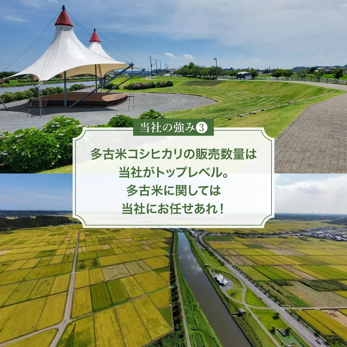 【令和7年産】多古米コシヒカリ 精米5kg_ 精米 米 _【配送不可地域：離島・沖縄県】 TAKE001