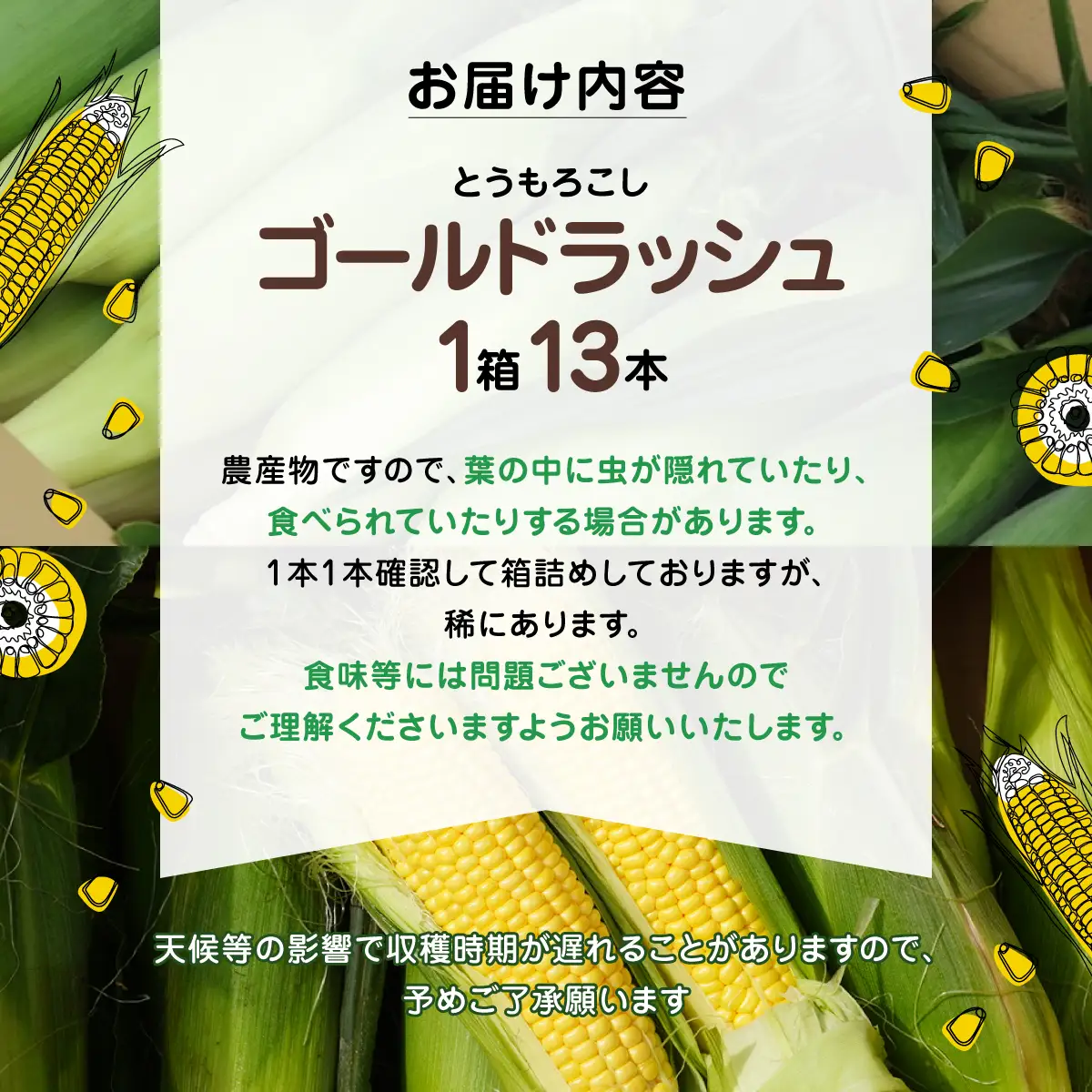 大村農場の朝採り極甘とうもろこしゴールドラッシュ13本(6月下旬から発送)_野菜 とうもろこし  トウモロコシ_【配送不可地域：離島・沖縄県】【1508995】 TAKG002