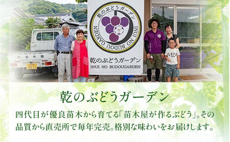 【2026年先行予約】苗から厳選 デラウェア2.4kg(16房) 6月下旬～7月中旬発送 特選 期間限定 大粒 ぶどう ブドウ フルーツ 果物 くだもの おすすめ