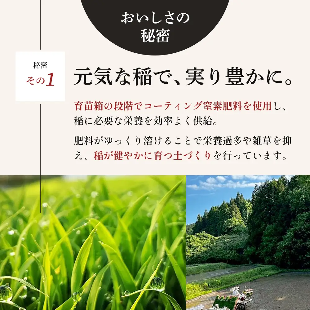 令和8年産 新米 ひとめぼれ 10kg ( 5kg × 2袋 ) 12ヵ月 定期便 先行予約 米 お米 白米 精米 こめ コメ 令和8年 宮城県産