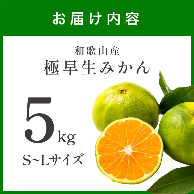 【1213】極早生みかん 5kg 和歌山産 甘酸っぱいみかん