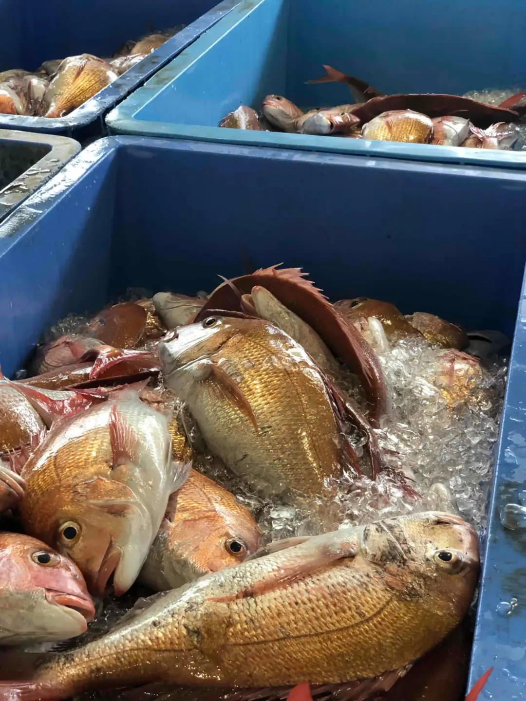 竹中水産の「豪華鮮魚ボックス約4キロ」!【H22-234】【配送不可地域：離島・北海道・沖縄県】【1070934】 YWTM052