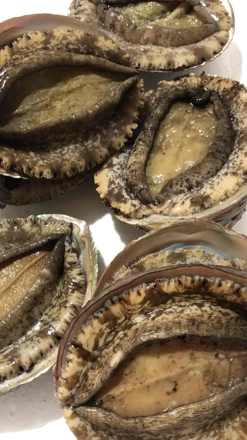 竹中水産の天然小アワビ、殻付きのままでバター焼き1.2kg前後(10～15個目安)【H22-248】【配送不可地域：離島・北海道・沖縄県】【1073905】 YWTM066