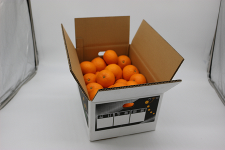 【先行受付】小林果園の清見(約5kg)【C24-25】【1124431】 YWTAD018