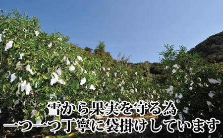 2027年3月出荷開始　完熟・果汁たっぷり!!「きよみ」約5kg　【D39-34】【1262235】 YWTF015