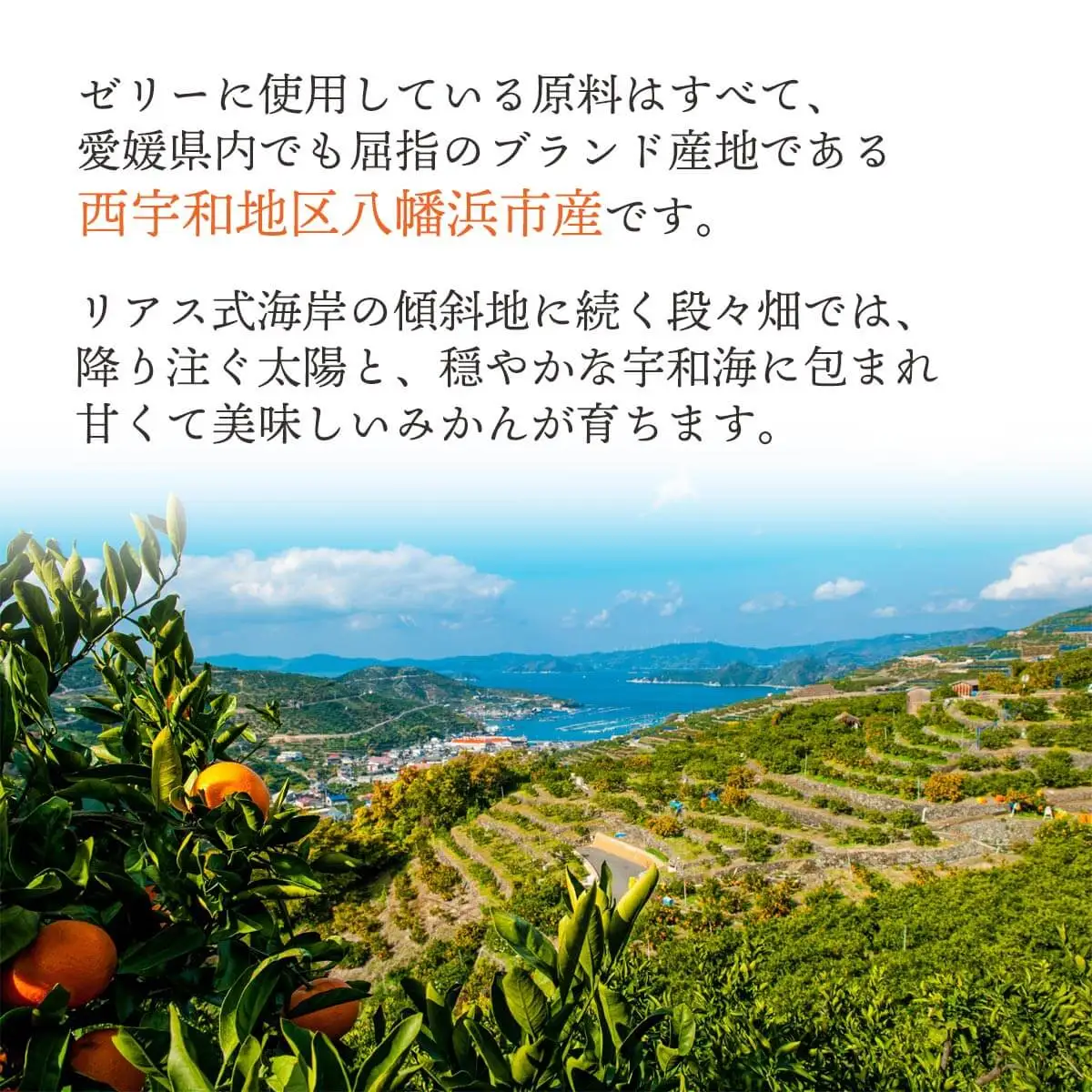 【発送月固定定期便】みかん寒天ゼリー定期便～毎月1品種8本 全12回【H25-110】【4012159】 YWTAP055