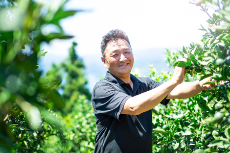 【愛媛名産】玉宝河内晩柑　6kg【C64-53】【1511221】 YWTY042