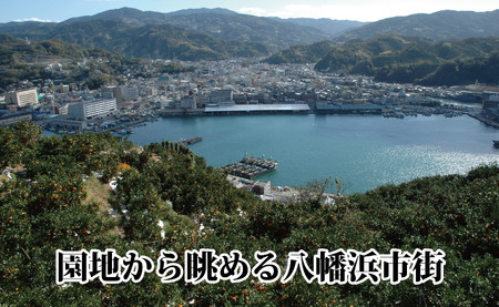 【先行受付】愛咲果樹園「せとか」約2kg【C71-22】【1598822】 YWTS018