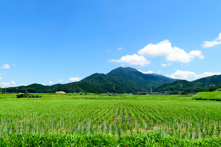 手羽先餃子 博多とんこつ味 10本 博多しょうゆ味 10本 計 20本 [大雅 福岡県 筑紫野市 21761456]