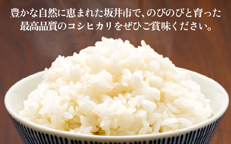 コシヒカリ 10kg 白米 令和7年産 コシヒカリ [B-3258]