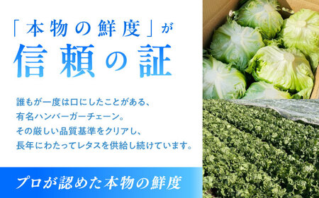 2026年 12月-発送 レタス約8kg [SGU005] レタス