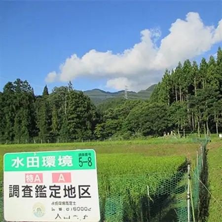 特別栽培米「ミルキークイーン」 白米 精米10kg(5kg×2袋)【1725869】