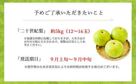 二十世紀梨 【倉吉産】5kg（JA鳥取中央） 梨 果物 二十世紀梨