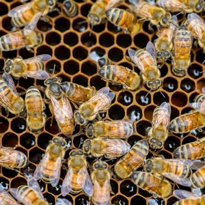 【むろうはちみつ】プロポリス入りはちみつ当帰のど飴１０ヶセット 室生 蜂蜜 薬草 薬膳 大和当帰 当帰葉 父の日 母の日 プレゼント 手土産 お取り寄せ 結婚祝い 内祝い お中元 贈答用 贈り物 暑中見舞い お土産 国産 紅茶 非加熱 無添加 純粋 セット ふるさと納税 ハチミツ 蜂蜜 送料無料