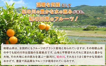 訳ありみかん 5kg こだまファーム《10月中旬-2月下旬頃出荷》和歌山県 紀の川市 みかん ミカン 柑橘 果物 フルーツ 訳あり 訳アリ ご家庭用 和歌山県産